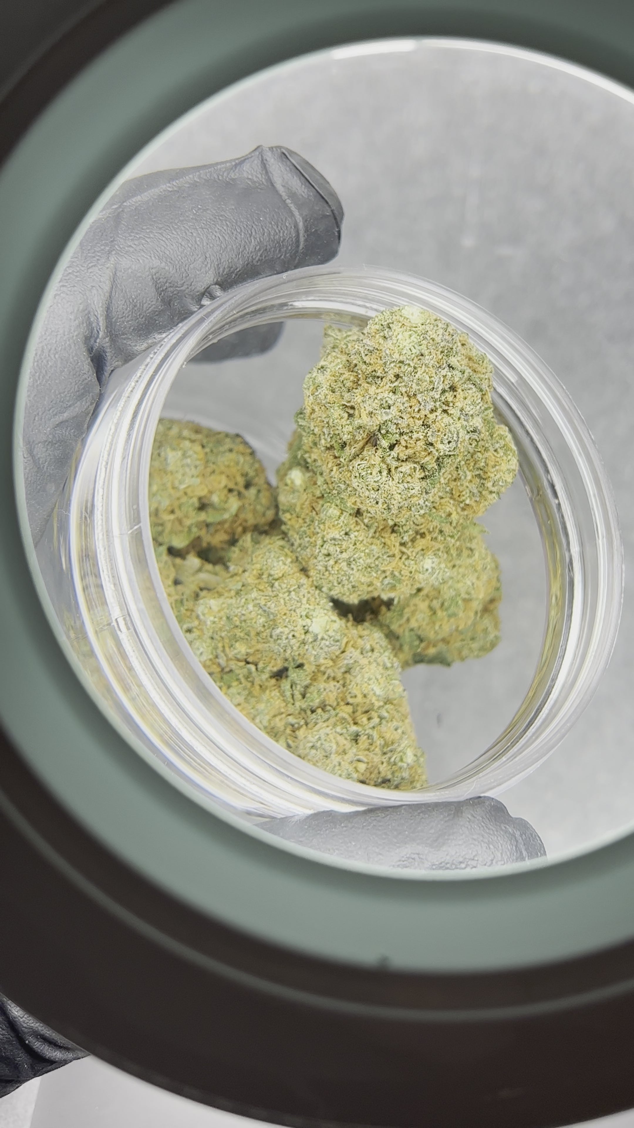 Flor CBD Terpsmatter Ginja 3g