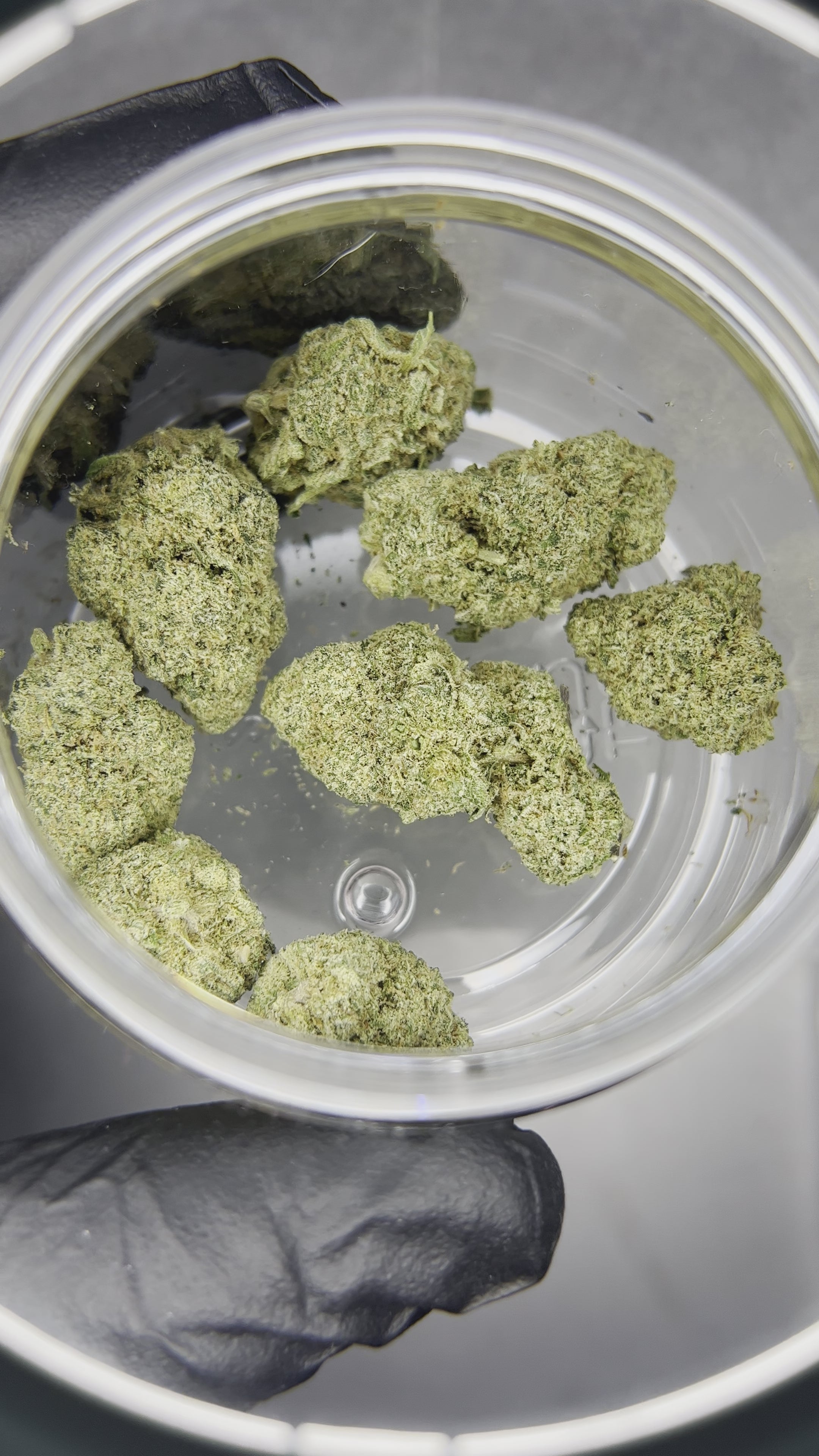 Flor CBD Terpsmatter Tawny 3g